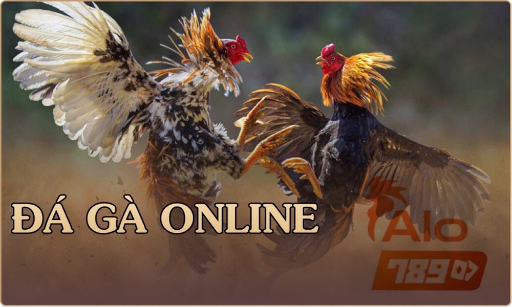 Đá gà online là gì? Chiến thuật chơi đá gà online hiệu quả